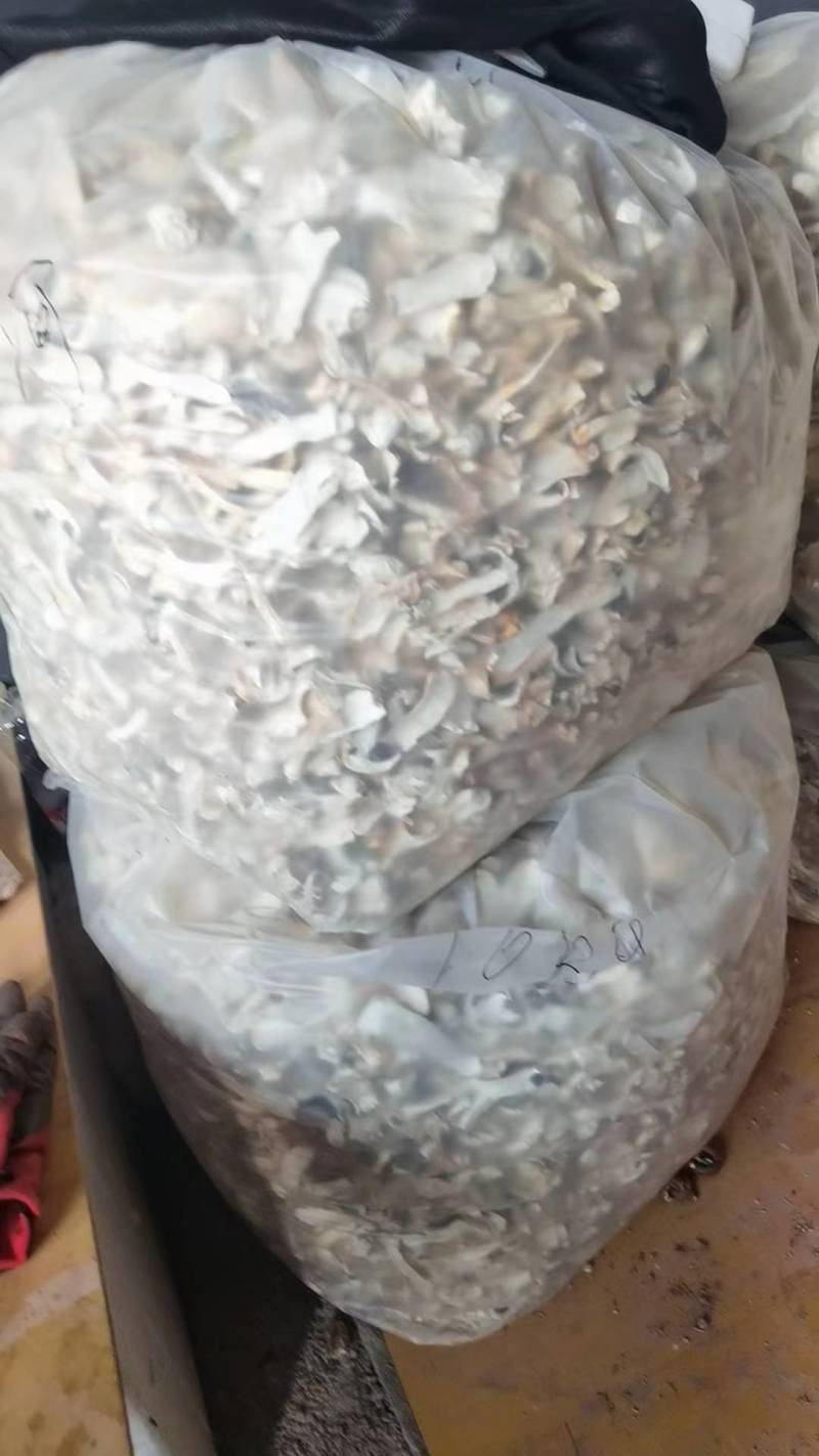 赤松茸干片