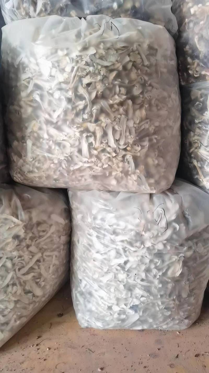 赤松茸干片