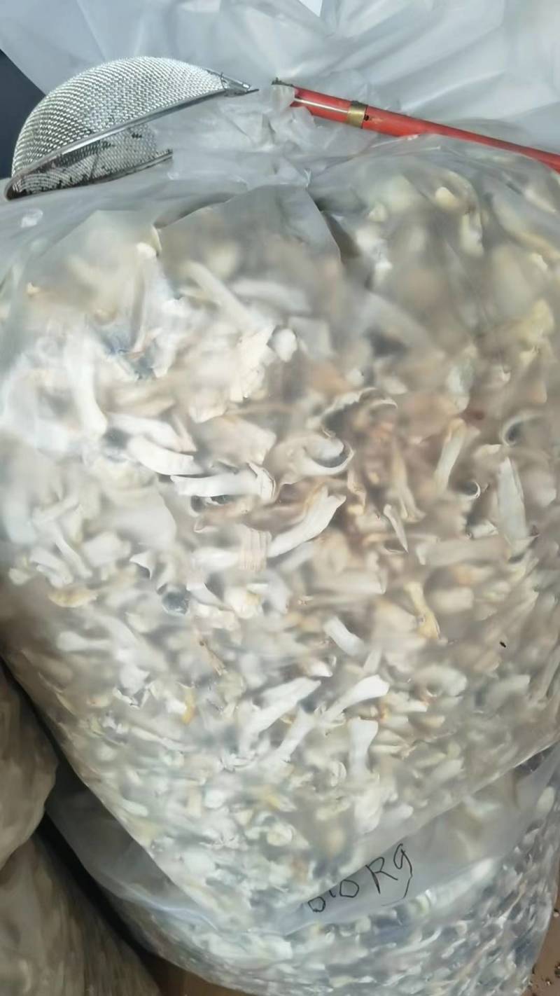 赤松茸干片