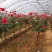 月季花苗、大花欧月、树状月季、高杆月季、容器苗、裸根苗，