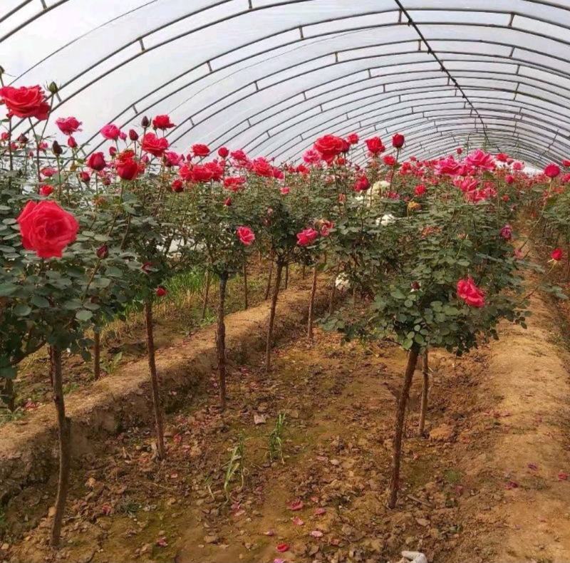 月季花苗、大花欧月、树状月季、高杆月季、容器苗、裸根苗，