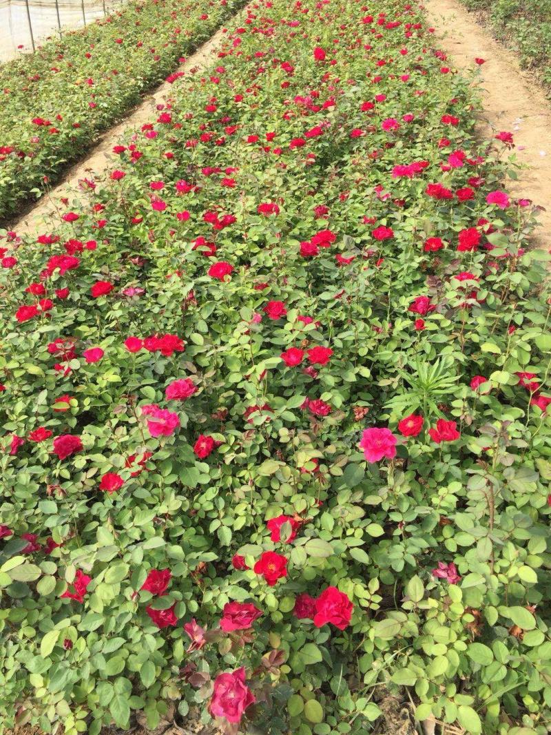 月季花苗、大花欧月、树状月季、高杆月季、容器苗、裸根苗，