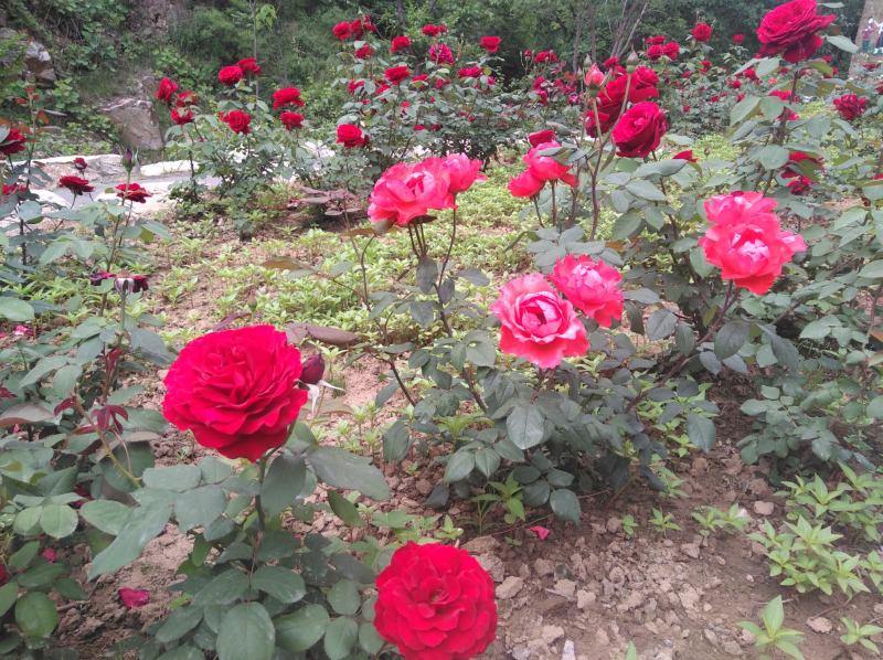 月季花苗、大花欧月、树状月季、高杆月季、容器苗、裸根苗，