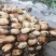 宁波余姚老虞蔬菜种植场2023年早藕大量上市