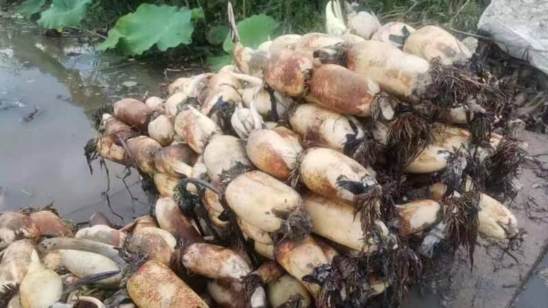 宁波余姚老虞蔬菜种植场2023年早藕大量上市