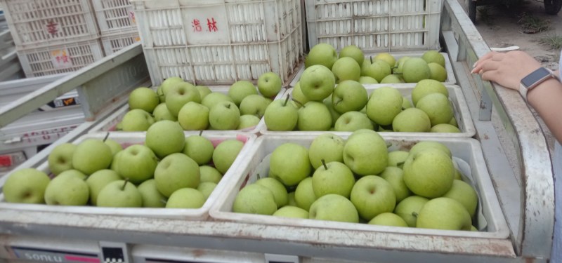 精品青黄冠，需要的联系