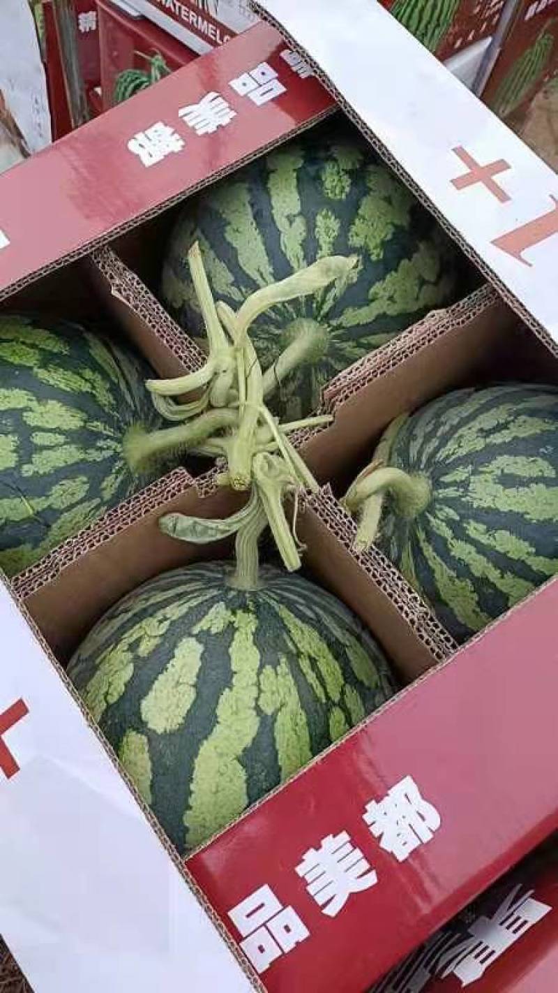 无籽美都西瓜