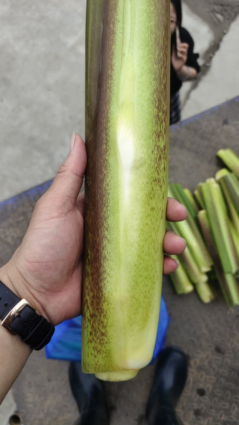 【产地供货】精品北茭，鲜货上市中，规格齐全，对接酒店食堂