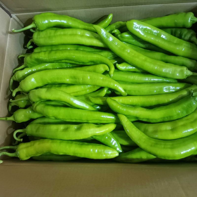 尖椒，螺丝椒基地直采，品质保证一手货源，对接电商市场批发