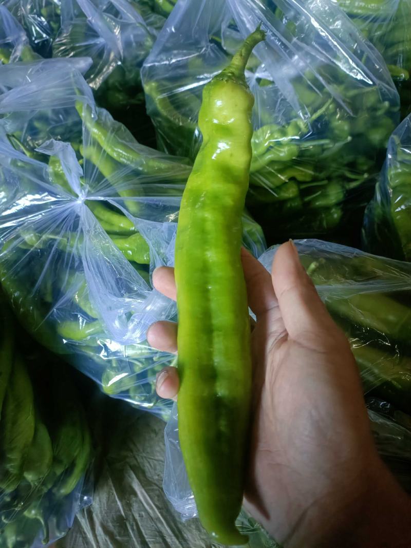 尖椒，螺丝椒基地直采，品质保证一手货源，对接电商市场批发