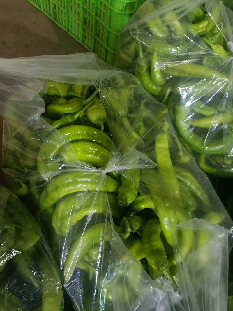 尖椒，螺丝椒基地直采，品质保证一手货源，对接电商市场批发