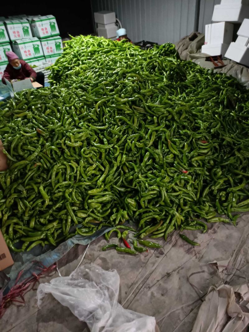 尖椒，螺丝椒基地直采，品质保证一手货源，对接电商市场批发