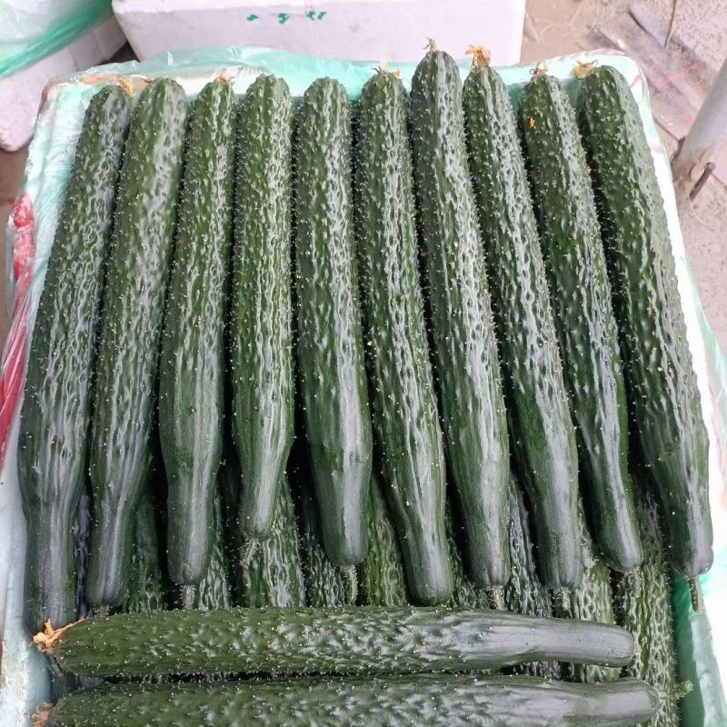 黄瓜目前每天可采摘50吨左右，有需要的客户请联系洽谈