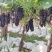 夏黑大量上市，自家果园，无代办费，