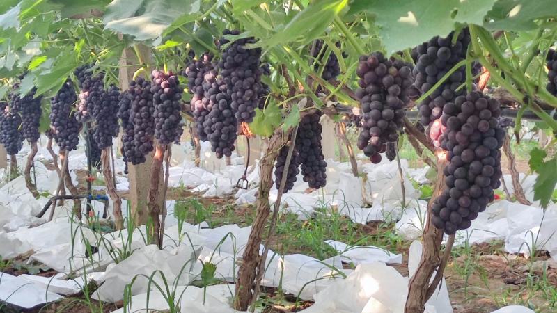 夏黑大量上市，自家果园，无代办费，