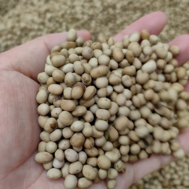 清香木种子，盆景植物种子，一手货源，量大价优