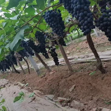 河南商丘夏黑葡萄种植基地