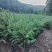 云杉，小苗，杯苗，定植树，占地树