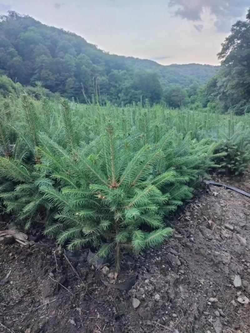 云杉，小苗，杯苗，定植树，占地树