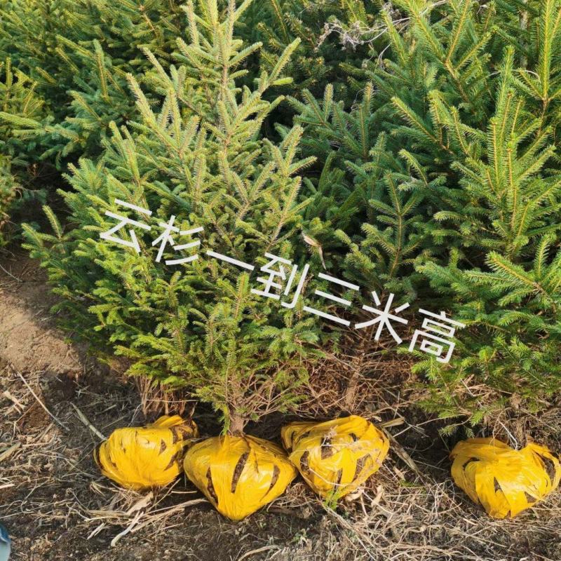 云杉，小苗，杯苗，定植树，占地树