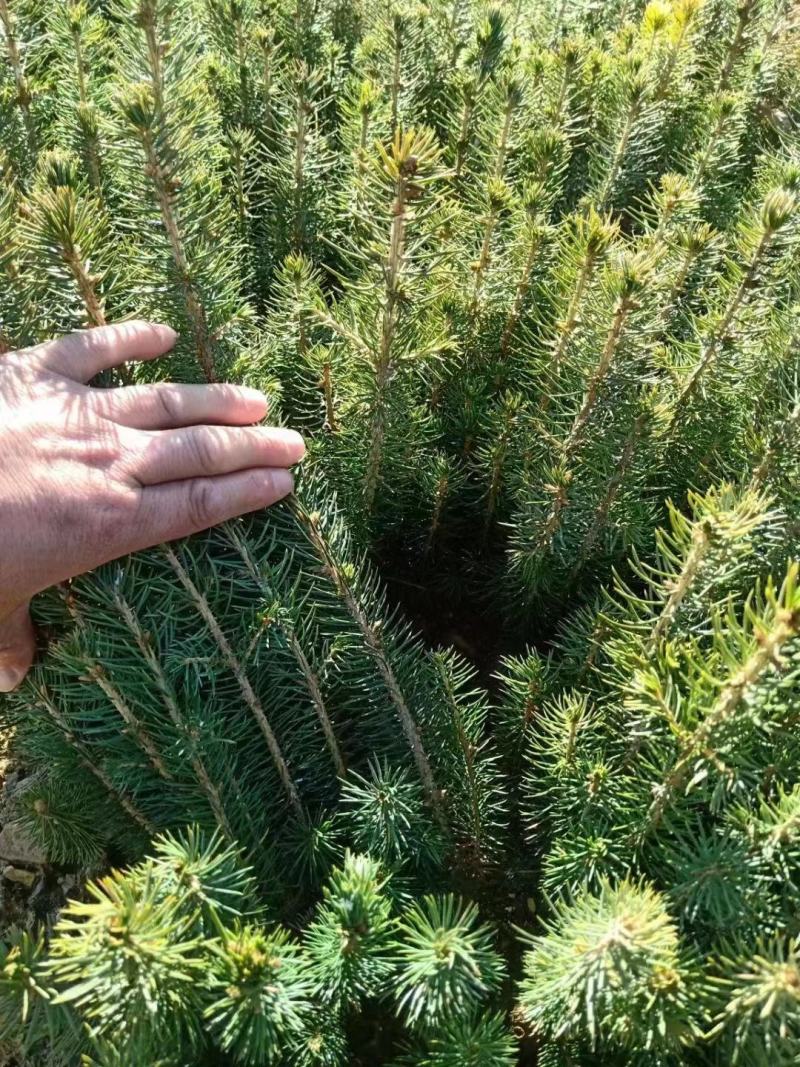 云杉，小苗，杯苗，定植树，占地树