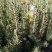 云杉，小苗，杯苗，定植树，占地树