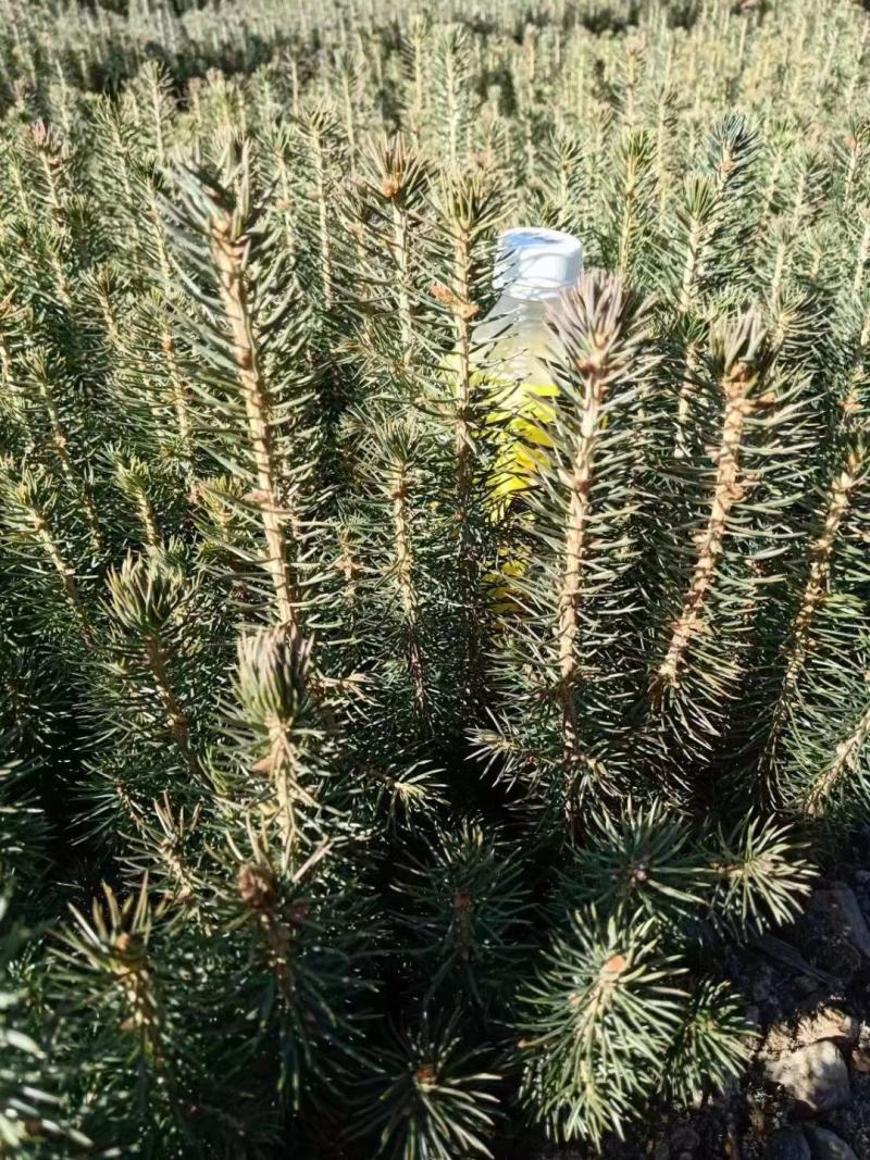 云杉，小苗，杯苗，定植树，占地树