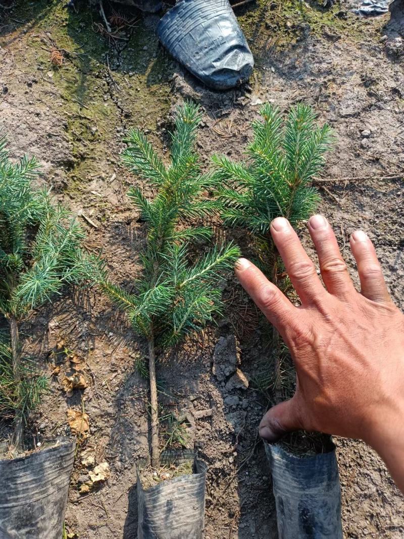 云杉，小苗，杯苗，定植树，占地树