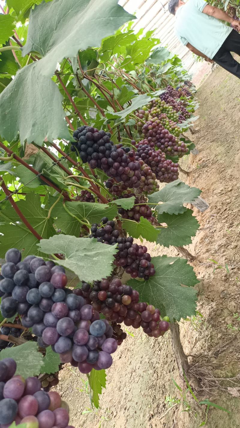 河南商丘夏黑葡萄种植基地