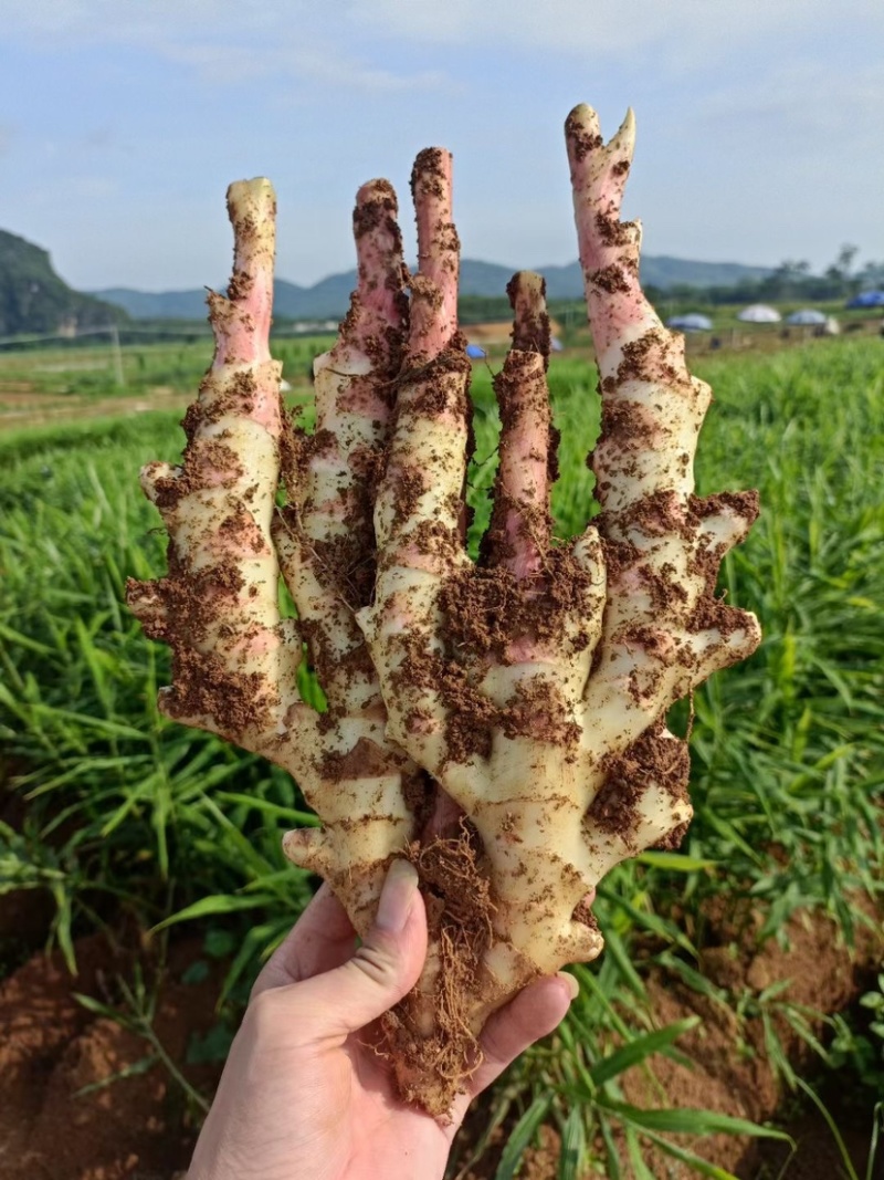 产地直发每天新鲜到货仔姜