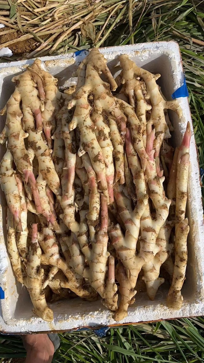 产地直发每天新鲜到货仔姜