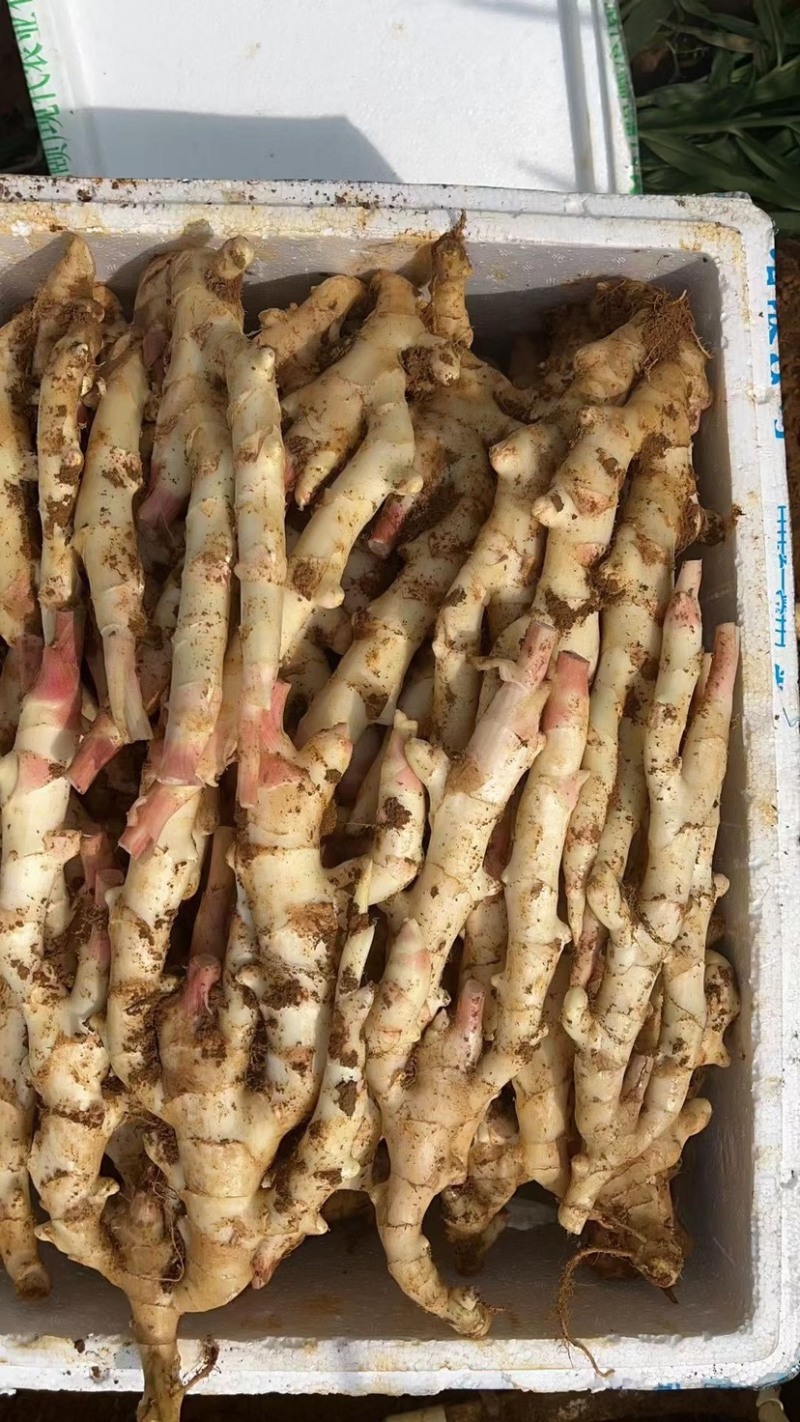 产地直发每天新鲜到货仔姜