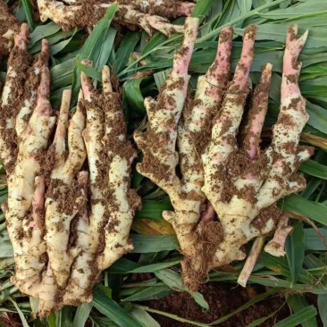 产地直发每天新鲜到货仔姜
