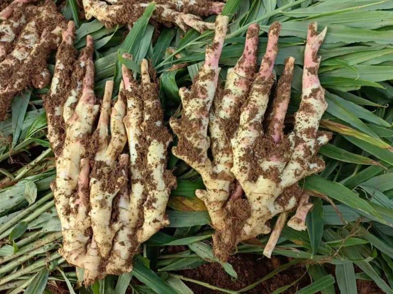 产地直发每天新鲜到货仔姜