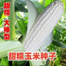 甜加糯玉米种，个头大，包米整齐一致，又甜又糯欢迎联系