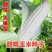 甜加糯玉米种，个头大，包米整齐一致，又甜又糯欢迎联系