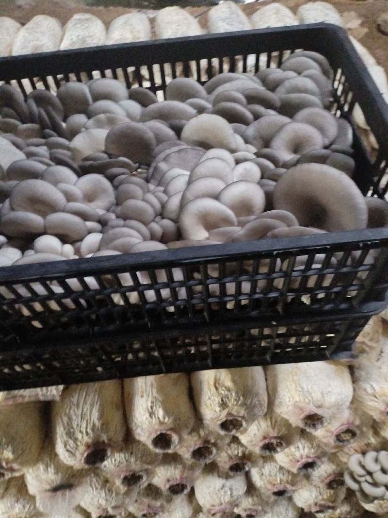 精品二茬，净货10斤