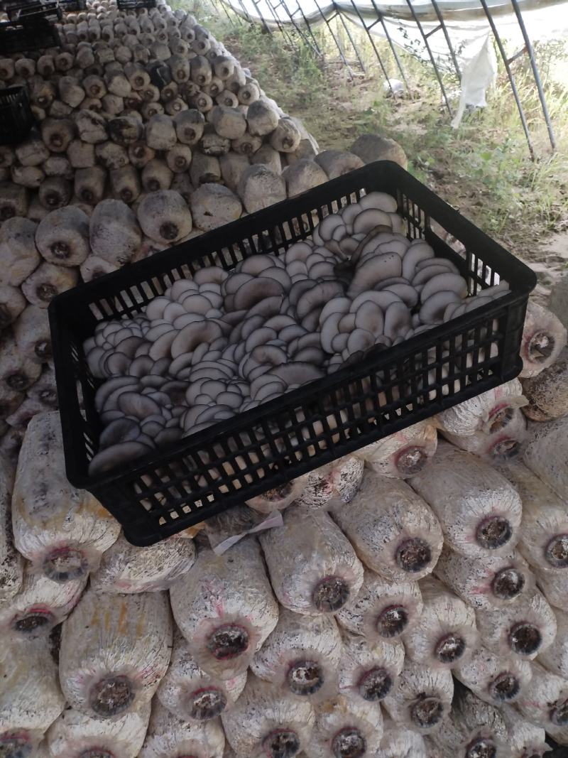 精品二茬，净货10斤