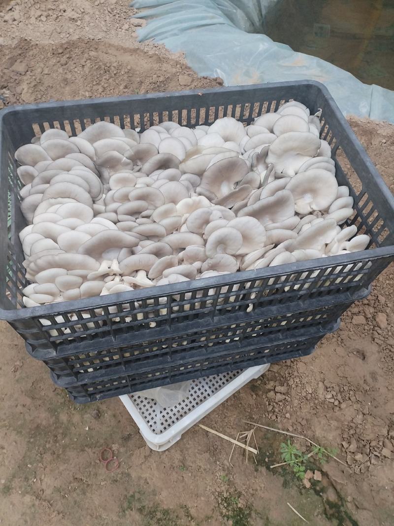 精品二茬，净货10斤