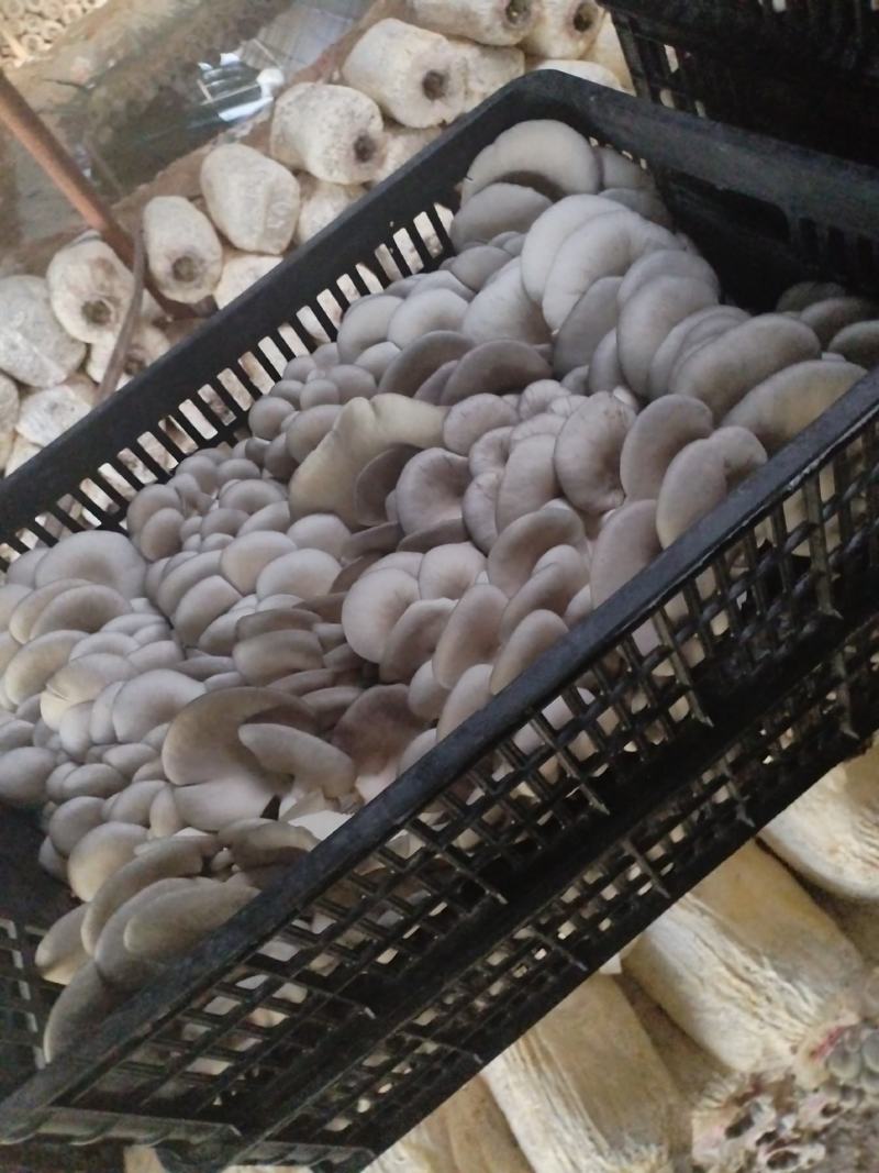 精品二茬，净货10斤