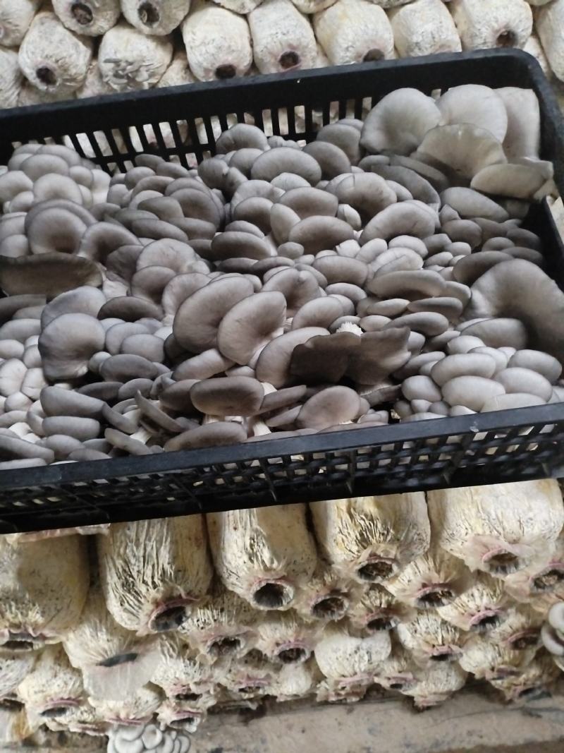 精品二茬，净货10斤