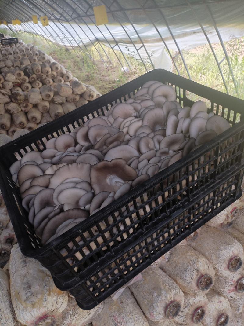 精品二茬，净货10斤
