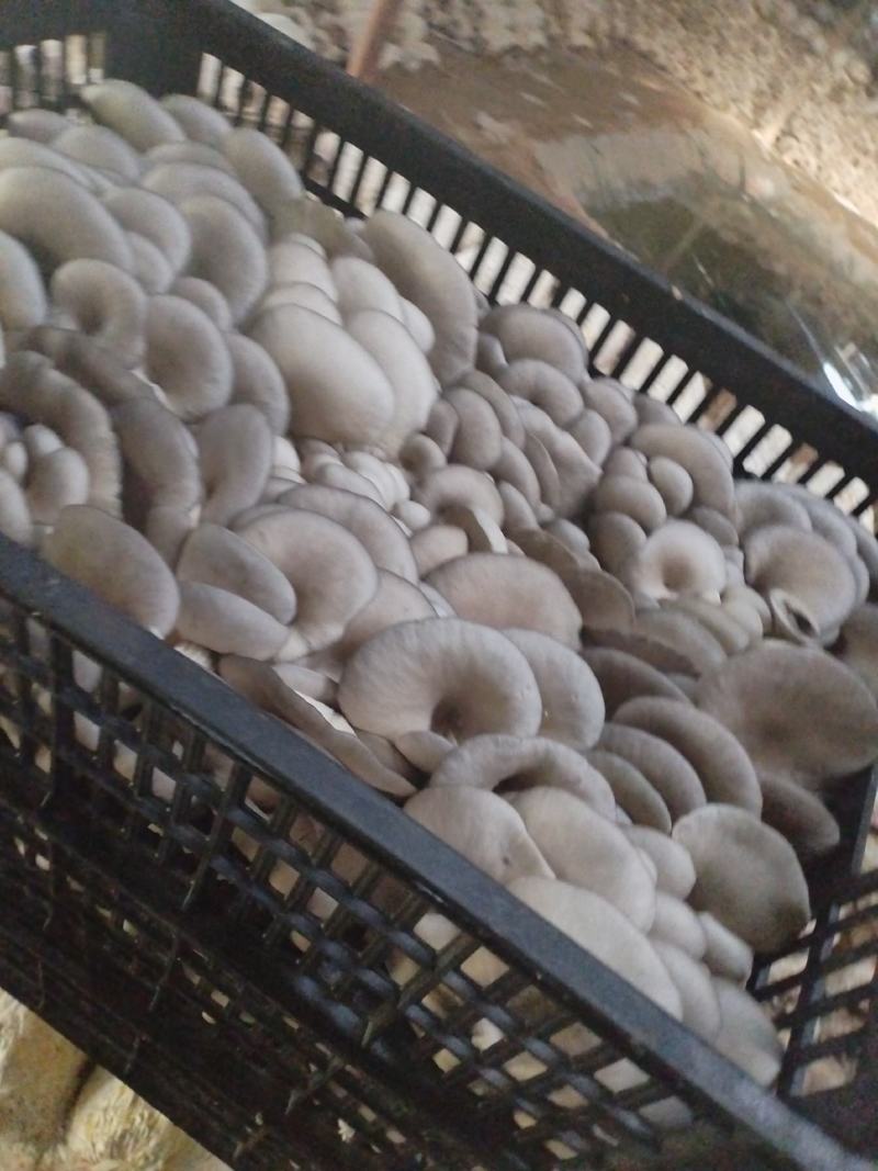 精品二茬，净货10斤