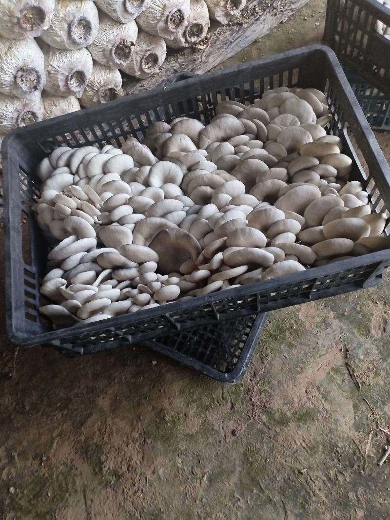 精品二茬，净货10斤