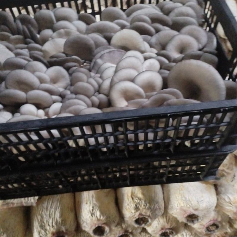 精品二茬，净货10斤