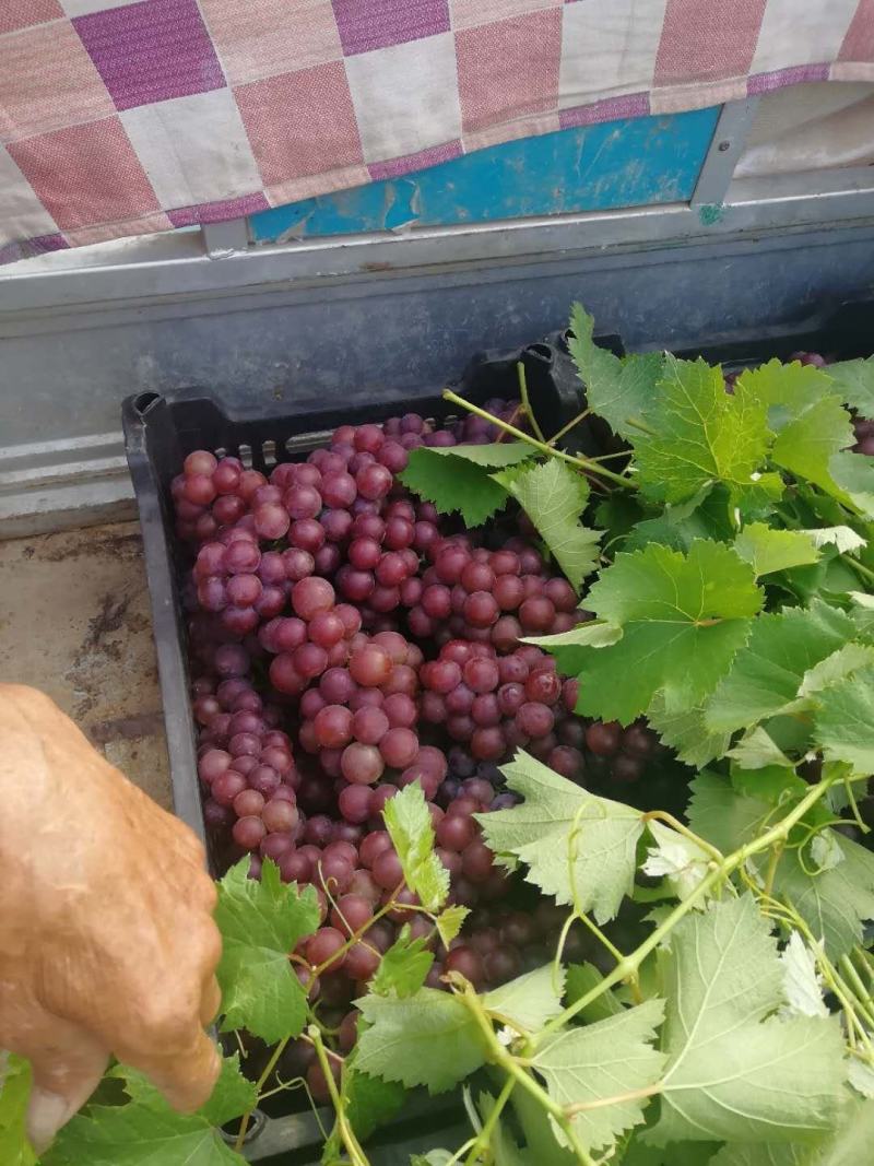 巨峰葡萄