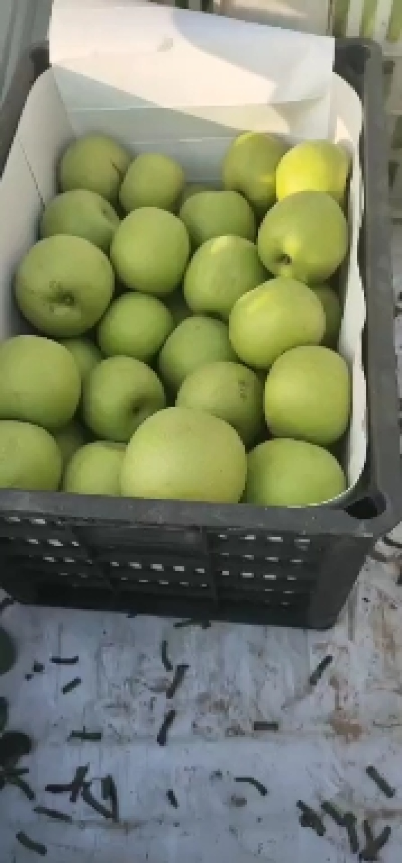 砀山黄冠青梨，口感好，无渣，核小，甘甜酥脆，汁水多，