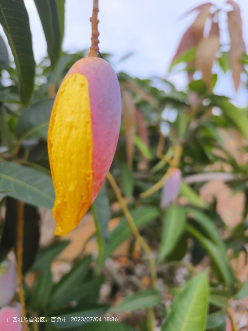 贵妃芒、辣椒芒