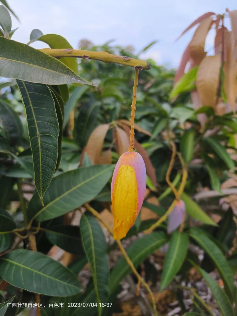 贵妃芒、辣椒芒