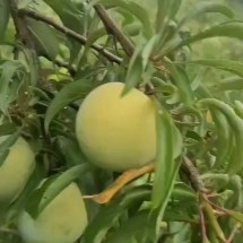 蜂糖李大量上市中，欢迎新老客户订购